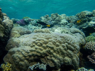 Fabulously beautiful inhabitants of the coral reef in the Red Sea