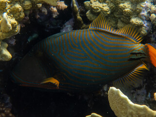 Fototapeta na wymiar Fabulously beautiful inhabitants of the coral reef in the Red Sea