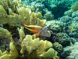 Fabulously beautiful inhabitants of the coral reef in the Red Sea