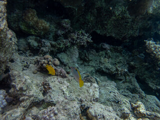 Fabulously beautiful inhabitants of the coral reef in the Red Sea