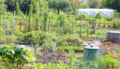 urban gardens on the outskirts of the city with tomato plants and other vegetables during the summer