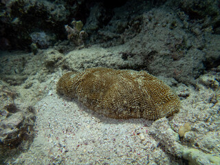 Fabulously beautiful inhabitants of the coral reef in the Red Sea