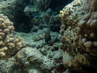Fabulously beautiful inhabitants of the coral reef in the Red Sea
