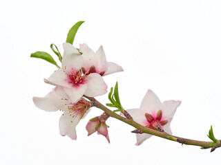 Obraz premium Almond blossom on a white background. Prunus dulcis