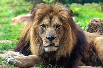 Portrait of male Barbary lion