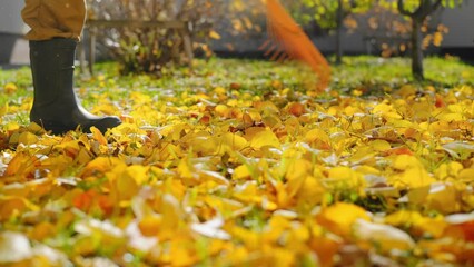 Cleaning fallen leaves in the garden, stock video 4k .A person rake autumn leaves in the garden on the lawn at warm autumn sunny day