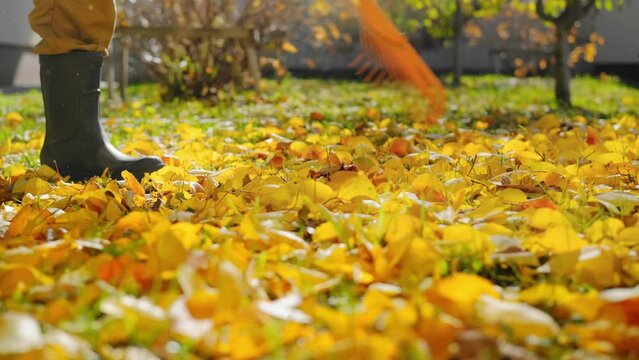 Cleaning fallen leaves in the garden, stock video 4k .A person rake autumn leaves in the garden on the lawn at warm autumn sunny day