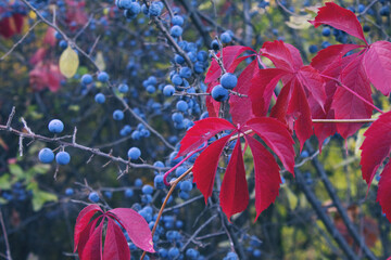 Wild blackthorn. Blue blackthorn berries on the branch at the fall. red leaves of wild grapes on a background of blackthorns
