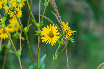 close up of a narrow leaf Sunflower blooming in a park