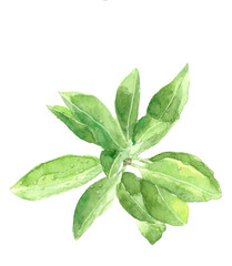 俯瞰で見た水滴の付いたシキビの葉、水彩イラスト、白背景、透過背景