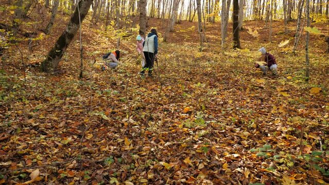 A family with a dog is picking mushrooms in the autumn forest. Mushroom pickers with sticks and baskets walk slowly through the forest and look for mushrooms in the autumn foliage.