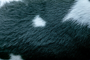 Naklejka premium Short black-white fur texture. Dog fur. Animal fur texture. Close-up.