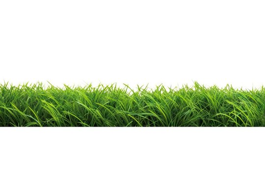 greenery field background grow sod springtime isolated plant isolated spring grass natural spring turf green meadow lawn grass garden grass dirtied green background nature white field summer fresh