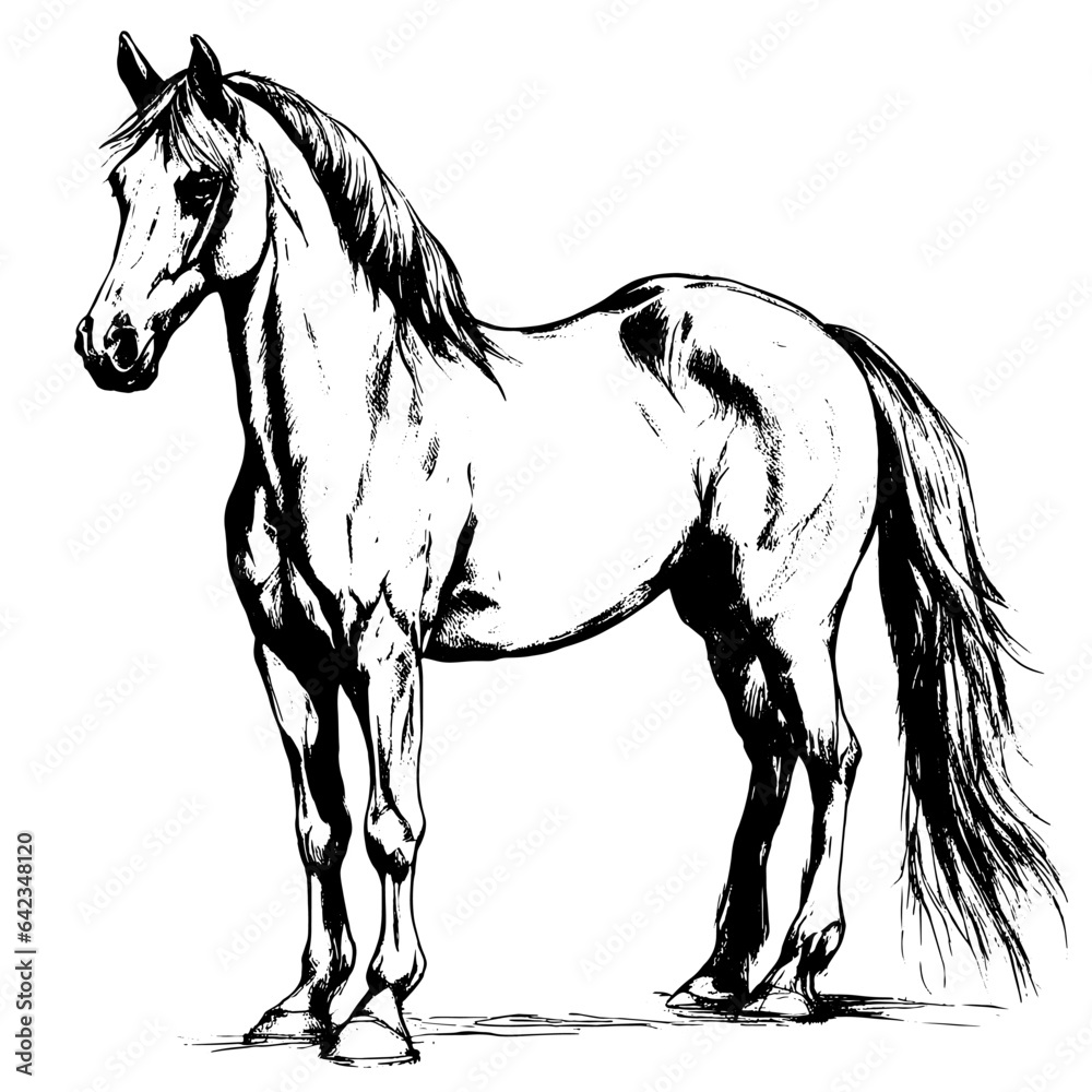 Wall mural horse vector animal illustration for design. Sketch tattoo design on white background