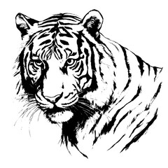 tiger vector animal illustration for design. Sketch tattoo design on white background