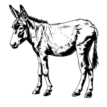donkey vector animal illustration for design. Sketch tattoo design on white background