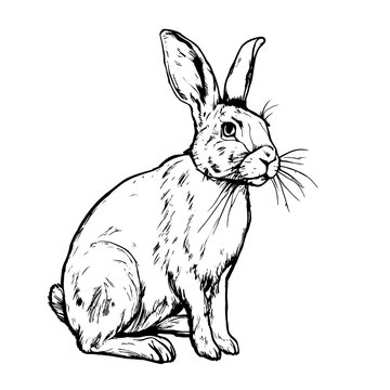 rabbit vector animal illustration for design. Sketch tattoo design on white background