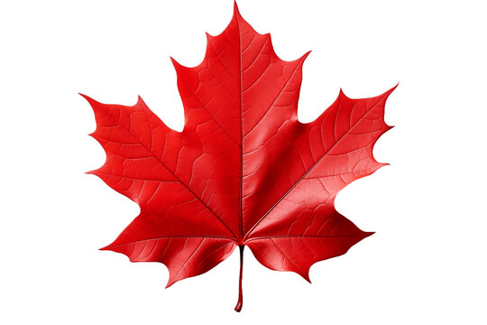 Maple Leaf isolated on a transparent background. Generative Ai