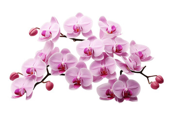 Orchid Blooms isolated on a transparent background. Generative Ai