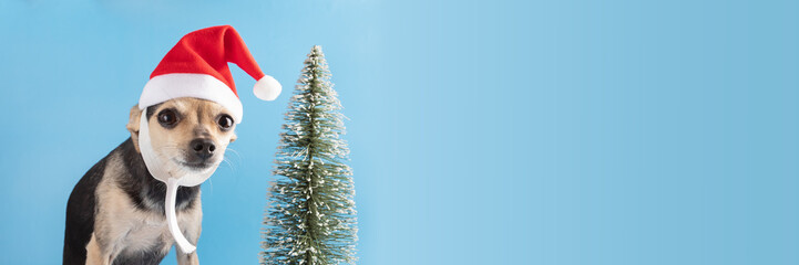 christmas dog banner, cute funny pet in santa hat with  christmas  tree on blue background