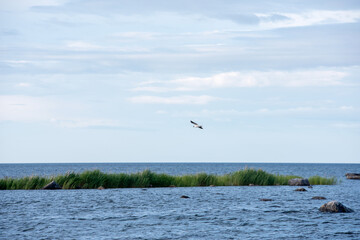 A seagull flying over the horizon on a beautiful summer day
