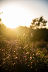 Heather grassfields blossom in golden hour sundown sunrise poppy fields summer autumn closing season