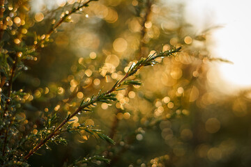 Glowing drops of water on the juniper branch after rain. Abstract background. Small depth of field