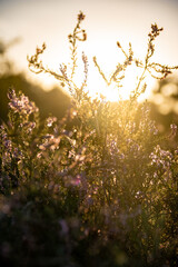 Heather grassfields blossom in golden hour sundown sunrise poppy fields summer autumn closing season