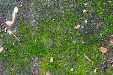 Picture of moss, picture of green moss on a cement