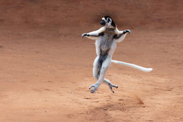 White sifaka running