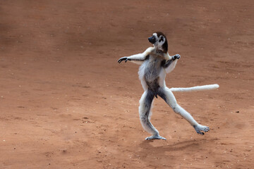 White sifaka running © Raphael