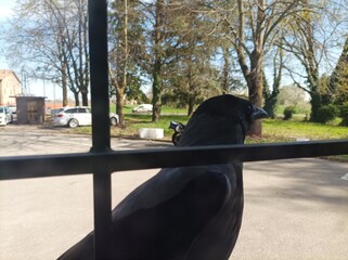 corvo sulla fiestra