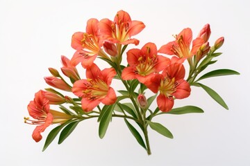 Alstroemeria flowers isolated on a white background