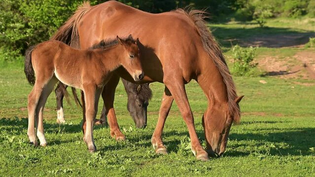 Beautiful horses. Horse family, a little foal with its parents a mare and a stallion grazing in a forest meadow at beautiful afternoon light.