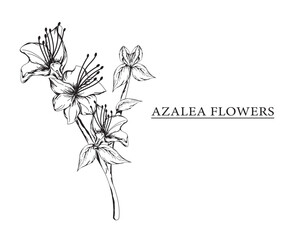 azalea flower vector sketch illustration. Hand drawn tropical floral and natural design elements. isolated white background.