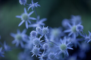 Eryngium. Mediterranean sea holly, eryngo flowers close up. Healing herbs. Sea Holly Blue health care flowers, soft focus. Thistle flower with thorny leaves in blue color - obrazy, fototapety, plakaty