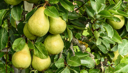 Close up of conference pears (Pyrus communis) hanging on a tree, Canton Thurgau, Switzerland