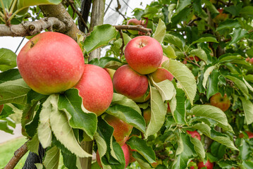Close up of red ripe apples hanging on a tree ready for harvest, Hagnau, Lake Constance, Baden-Wuerttemberg, Germany