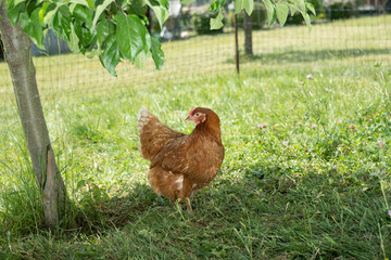 huhn