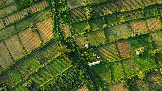 Bali Green Farm Rice Field Top View Shot