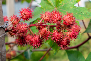 leaves of ricinus communis, the castor bean or castor oil plant, herbs