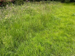 Fresh green grass growing outdoors on spring day