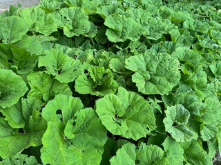 Butterbur plants with green leaves growing outdoors