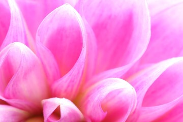 Obraz premium Beautiful Dahlia flower with pink petals as background, macro view