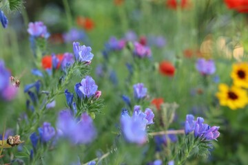 Fototapeta premium Beautiful blue wild flowers growing in field, closeup