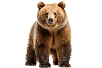 Himalayan Brown Bear isolated on a transparent background. Generative Ai