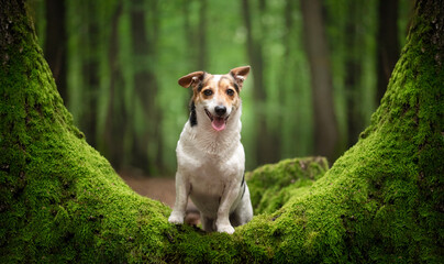Portrait of a Jack Russell in a fairy forest