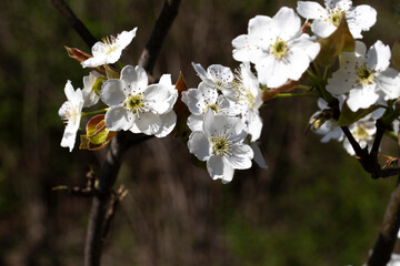 White plum blossoms in deep darkness