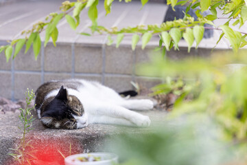 Obraz premium 離島の野良猫