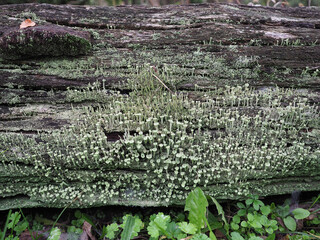 pixie cup lichen scient. name Cladonia asahinae